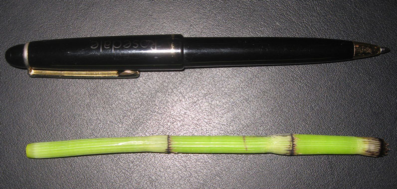 Equisetum or Japanese Bambu